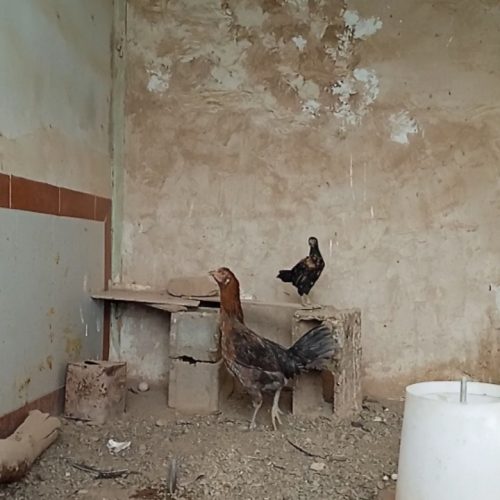 فروش مرغ لاری