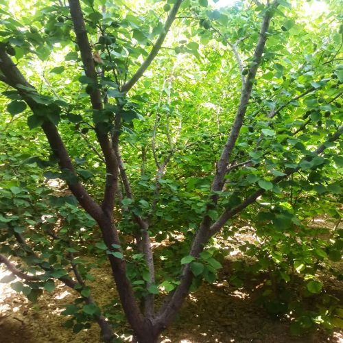 باغ با فضای دلنشین و آب هوای عالی و انواع درختان میوه و بارده و ساختمان شیک ب روز