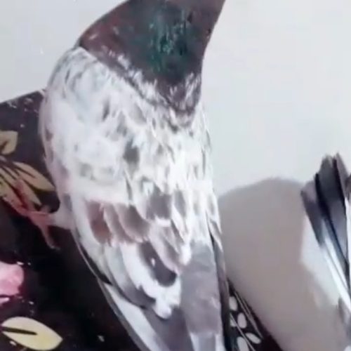 10 عدد کبوتر پرشی و زوردار