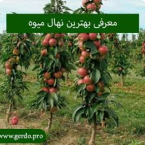 نهالستان مهندس چراغی