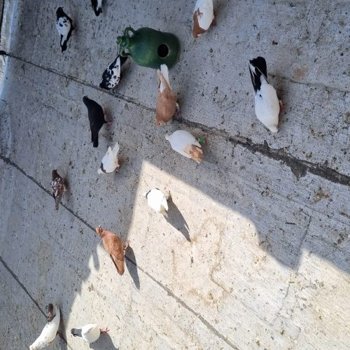 30کبوتررنگی