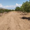 باغ انگور و انواع واقصام میوه جات