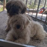 سگ سالم است.