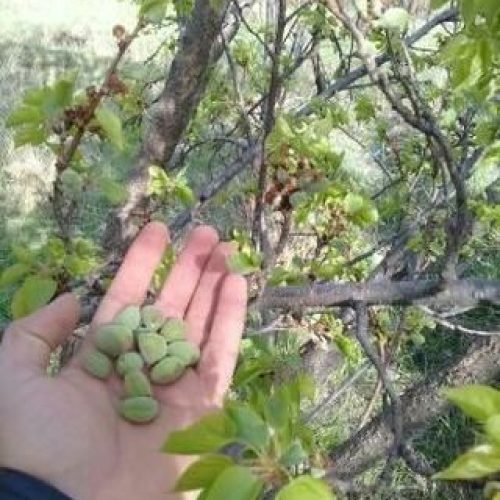زمین کشاورزی  500 متر به بالا