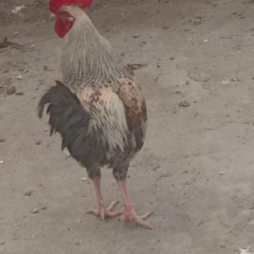 یک عدد خروس خزک زابلی به فروش می‌رسد