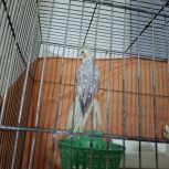 عروس هلندی  زیبا