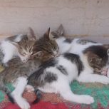 5 گربه ناز یک ماهه