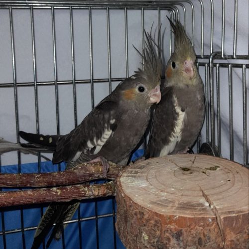 جوجه عروس هلندی