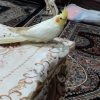 عروس هلندی