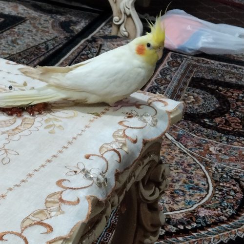 عروس هلندی