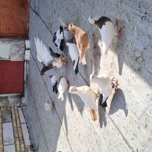 30کبوتررنگی