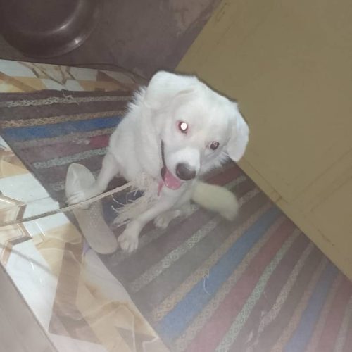 سگ پاکوتاه سفید