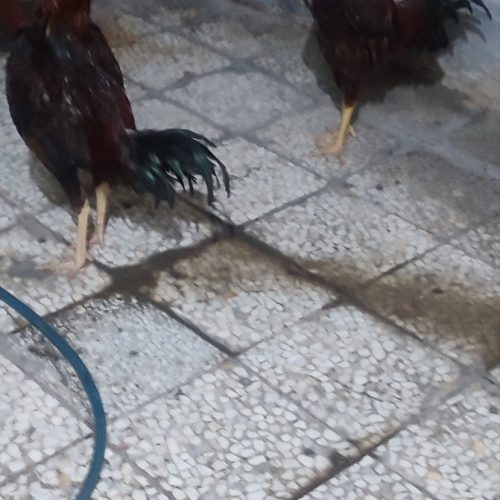 دو عدد جوجه لاری  که کم مونده بالغ بشن دونگ بالا