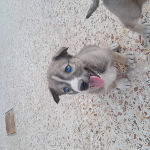 دو عدد  هاسکی نر و ماده کوچک