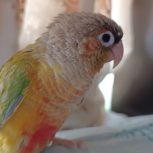 طوطی گرینچیک ماده  8 ماهه