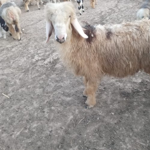 سه تا بره قربانی 6ماه به بالا چاق