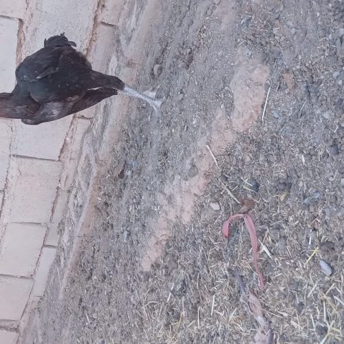 مرغ خروس لاری