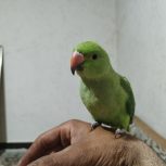 طوطی سالم و سرحال