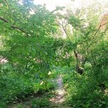 فروش فوری باغچه