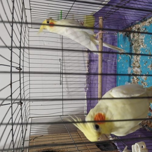 جفت پرنده نروماده بالغ و اماده جفت گیری