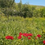 باغ به متراژ 1100 متر در شهرستان گیوی