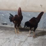 دو عدد جوجه لاری  که کم مونده بالغ بشن دونگ بالا