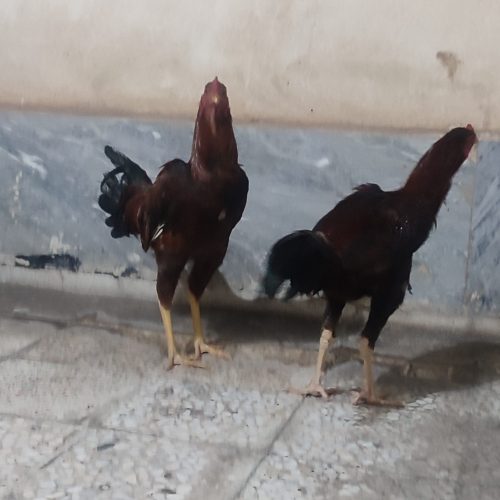 دو عدد جوجه لاری  که کم مونده بالغ بشن دونگ بالا