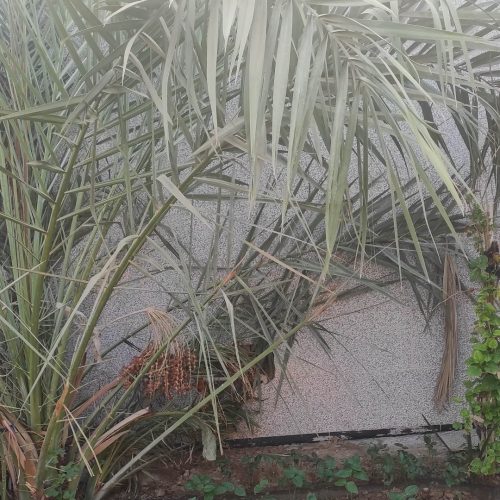 خانه ویلایی250متری در چنیبه سفلی