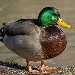 اردک رنگی یا سفید