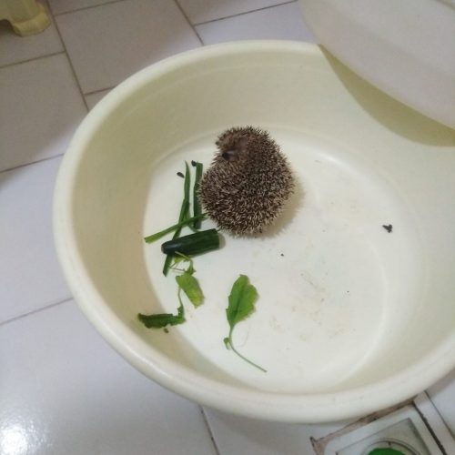 جوجه تیغی خارپشت