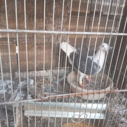 پلاکی پشت دار نر