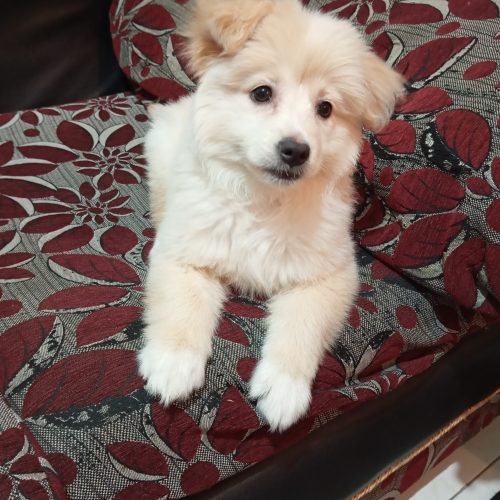 واگذاری به دلیل جابجایی