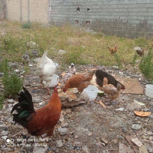 مرغ،تخم گذار