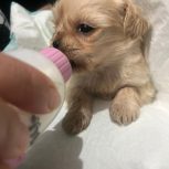 توله 1ماهه ماده پودل