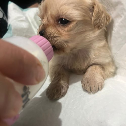 توله 1ماهه ماده پودل