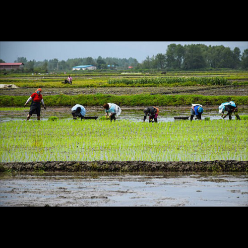 فروش برنج های ایرانی درجه یک