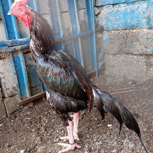 خروس و مرغ میانوالی