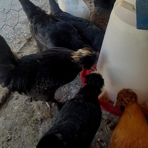 فروش تخم مرغ نطفه دار