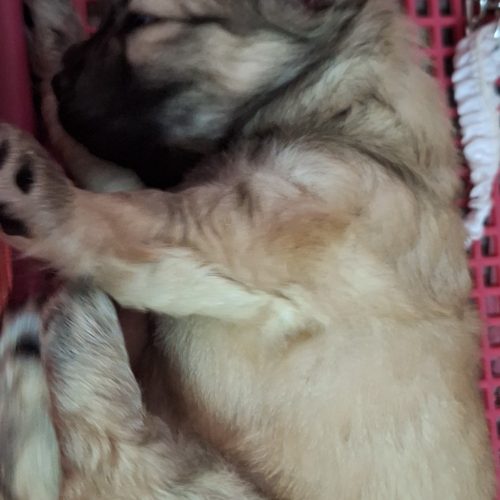 توله سگ نژاد شیتزو اشپیز