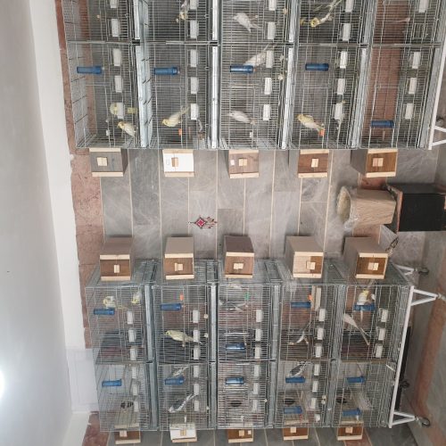 عروس هلندی سالنی