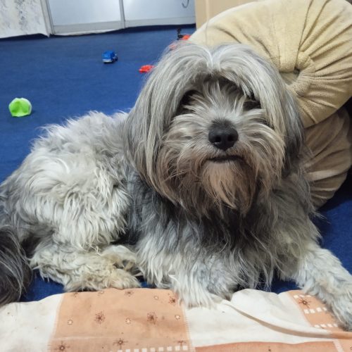 سگ،حیوان خانگی