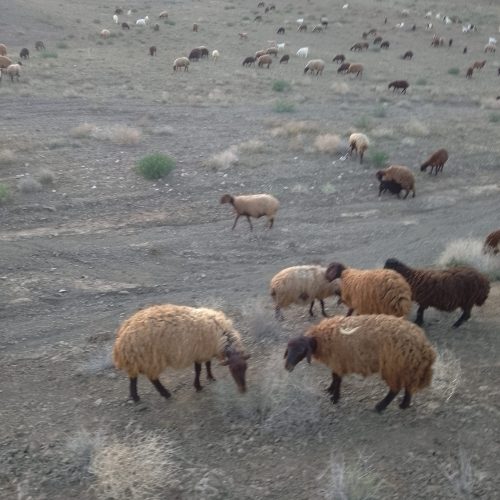 میش‌ژن‌دار‌هترو