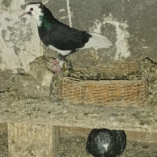 تعدادی کبوتر