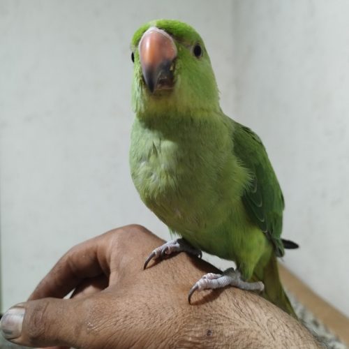 طوطی سالم و سرحال