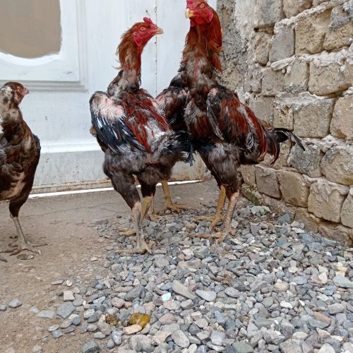 خروس لاری اصیل