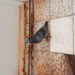 کبوتر پلاکی نر به شرط جوجه گیری