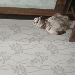 کبوتر.حلقه دار