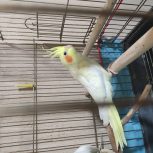 عروس هلندی مولد با جوجه و تخم