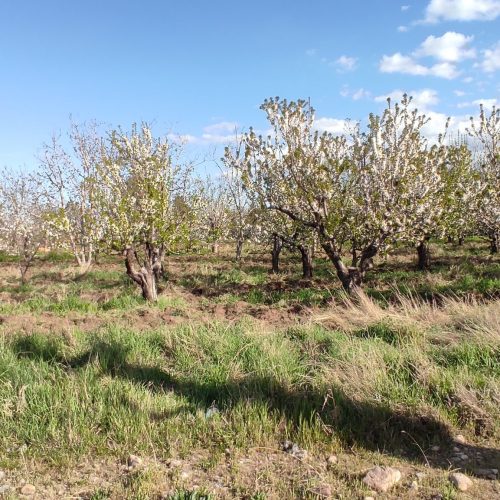 اجاره باغ گیلاس