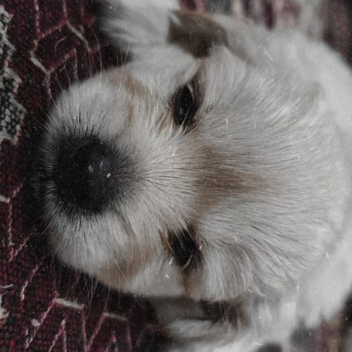 توله سگ نژاد شیتزو اشپیز